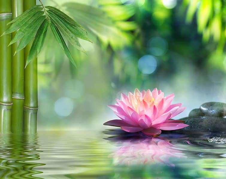 Crédence Baignoire Fleur de Lotus Rose