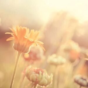Crédence Salle de Bains Flowers