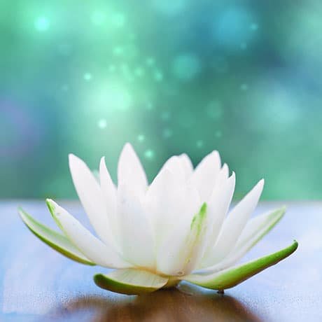 Crédence Douche Inflorescence