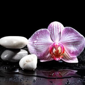 Crédence Salle de Bains Orchidée