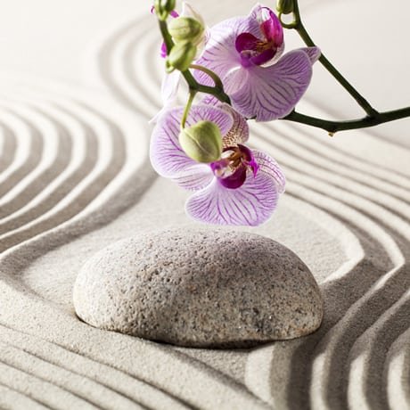 Crédence Douche Phalaenopsis