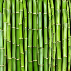 Crédence Baignoire Bambouseraie