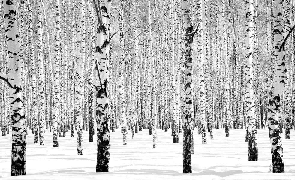Panneau Mural Salle de Bains Forêt de Bouleaux