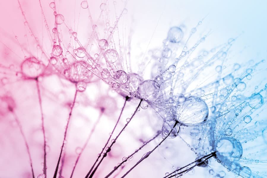 Panneau mural Salle de Bains Rosée Matinale