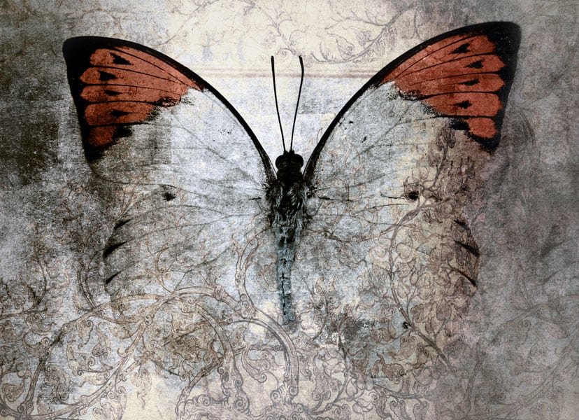 Panneau mural Douche papillons